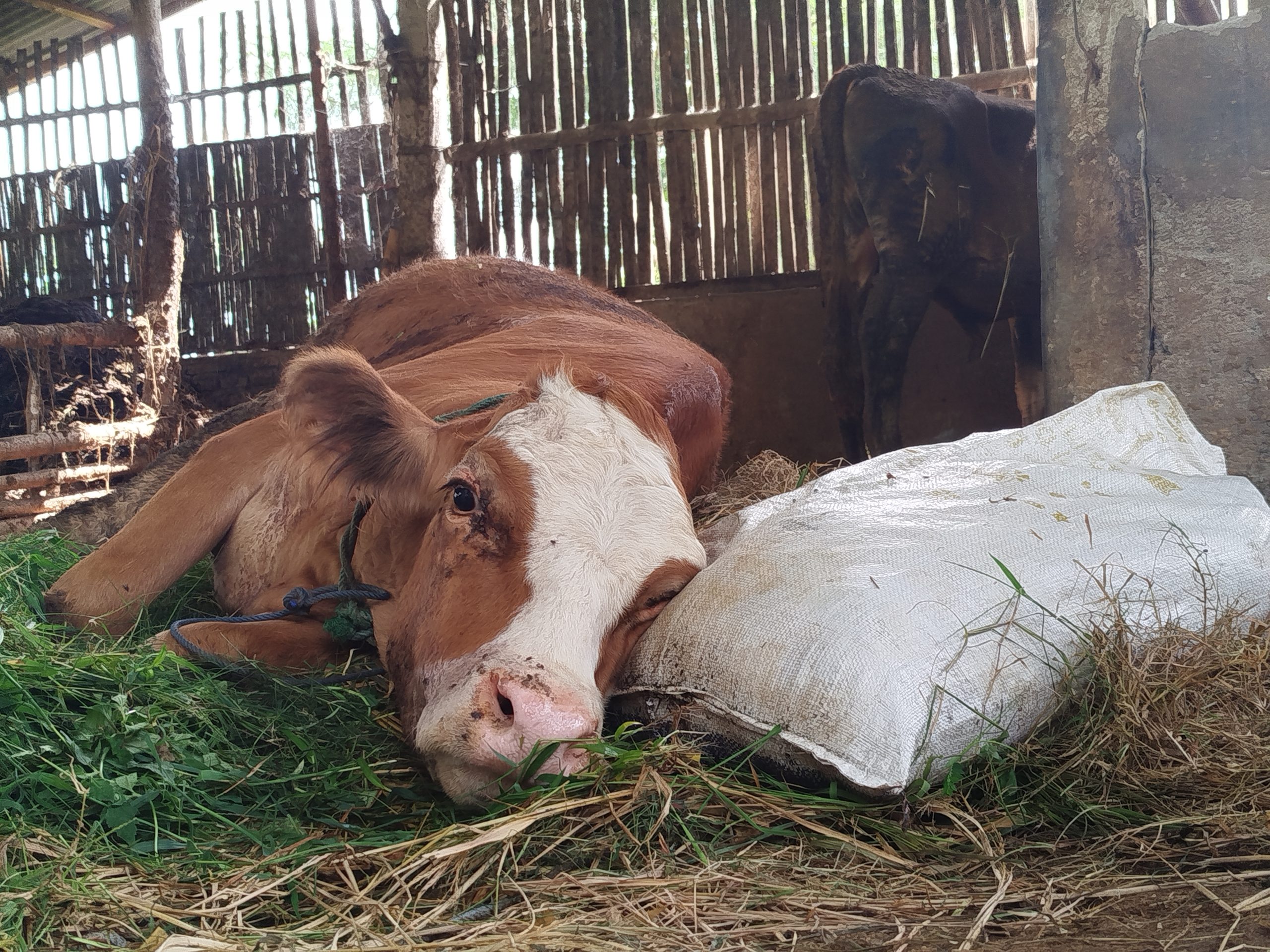 Wabah PMK Meluas di Ponorogo, Empat Sapi Mati dan Puluhan Terpapar di Desa Plalangan