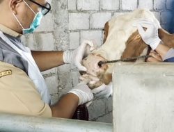 Wabah PMK Serang Peternakan di Wilangan, 10 Sapi Mati dalam Dua Minggu