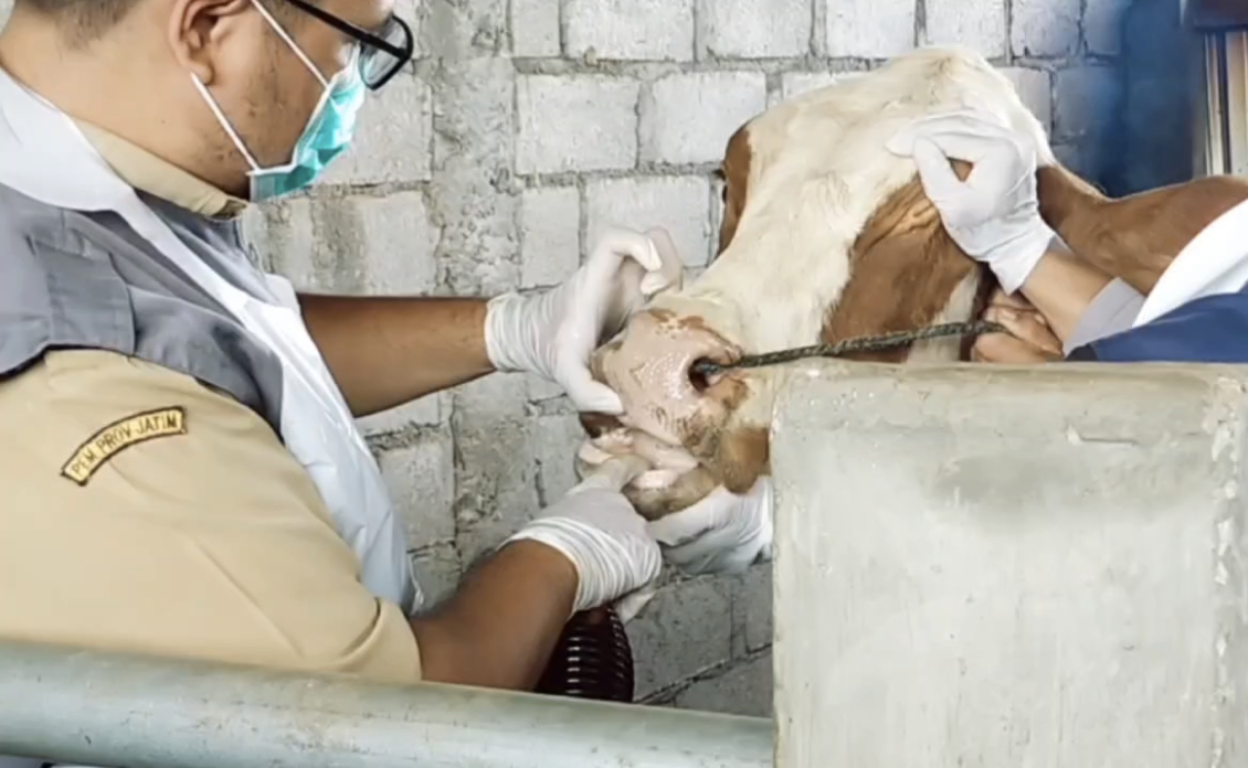 Wabah PMK Serang Peternakan di Wilangan, 10 Sapi Mati dalam Dua Minggu