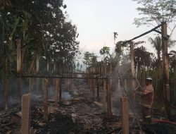 Waduh! Kandang Ayam di Tulungagung Hangus Terbakar, Kerugian Capai Rp 100 Juta