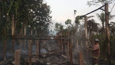 Waduh! Kandang Ayam di Tulungagung Hangus Terbakar, Kerugian Capai Rp 100 Juta