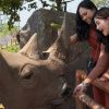 Intip Harga Tiket Taman Safari Prigen Pasuruan, Cocok untuk Liburan Keluarga!