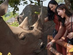Intip Harga Tiket Taman Safari Prigen Pasuruan, Cocok untuk Liburan Keluarga!