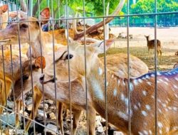 Taman Brigif Kediri, Tempat Wisata Murah Paling Recommended di Kota Tahu