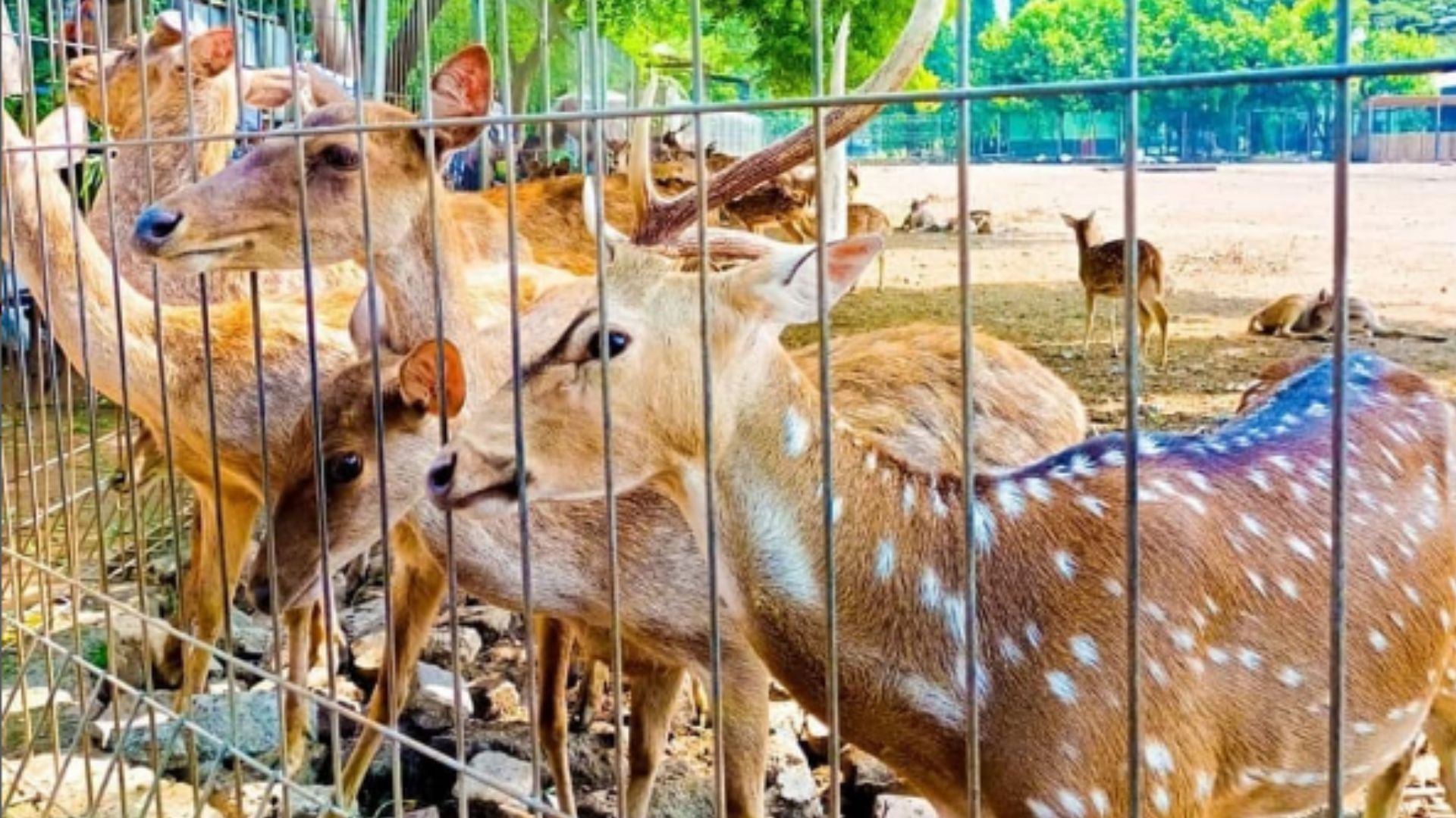 Taman Brigif Kediri, Tempat Wisata Murah Paling Recommended di Kota Tahu