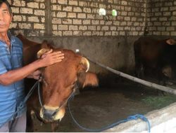 Kasus PMK di Jombang Makin Meningkat hingga 536 Kasus!