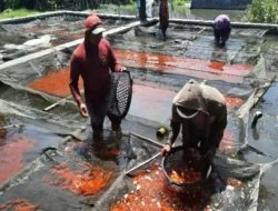 Produksi Ikan Konsumsi di Kabupaten Kediri Meningkat, Nilai Transaksi Capai Rp447,41 Miliar