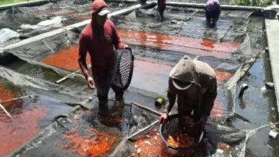 Produksi Ikan Konsumsi di Kabupaten Kediri Meningkat, Nilai Transaksi Capai Rp447,41 Miliar