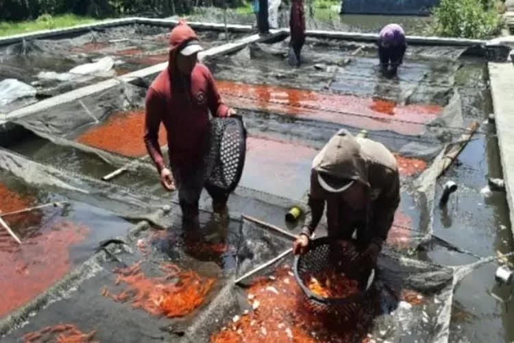 Produksi Ikan Konsumsi di Kabupaten Kediri Meningkat, Nilai Transaksi Capai Rp447,41 Miliar