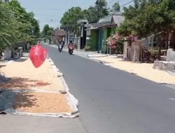 Musim Hujan di Awal Tahun, Harga Jagung di Kediri Turun Rp 200 per Kilogram