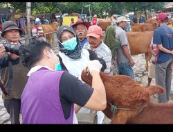 Angka Kesembuhan Sapi Pengidap PMK di Kabupaten Kediri Meningkat