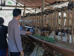 Edukasi Pencegahan PMK pada Ternak Kambing di Kediri