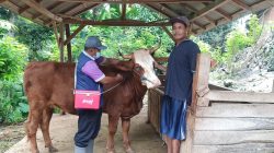 Populasi Sapi Capai 123 Ribu, Vaksin PMK di Tulungagung Masih Kurang