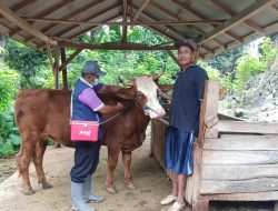 Populasi Sapi Capai 123 Ribu, Vaksin PMK di Tulungagung Masih Kurang
