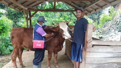 Populasi Sapi Capai 123 Ribu, Vaksin PMK di Tulungagung Masih Kurang