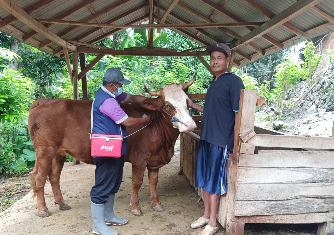 Populasi Sapi Capai 123 Ribu, Vaksin PMK di Tulungagung Masih Kurang