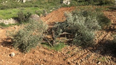 Puluhan Pohon Zaitun di Nablus Ditebang Penjajah Israel, Kerusakan Ekonomi dan Lingkungan Memburuk