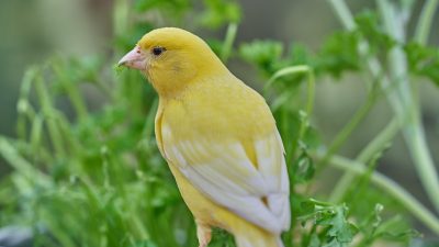 7 Jenis Burung Kenari Impor yang Punya Suara Merdu, Cocok Banget Diajak Lomba!