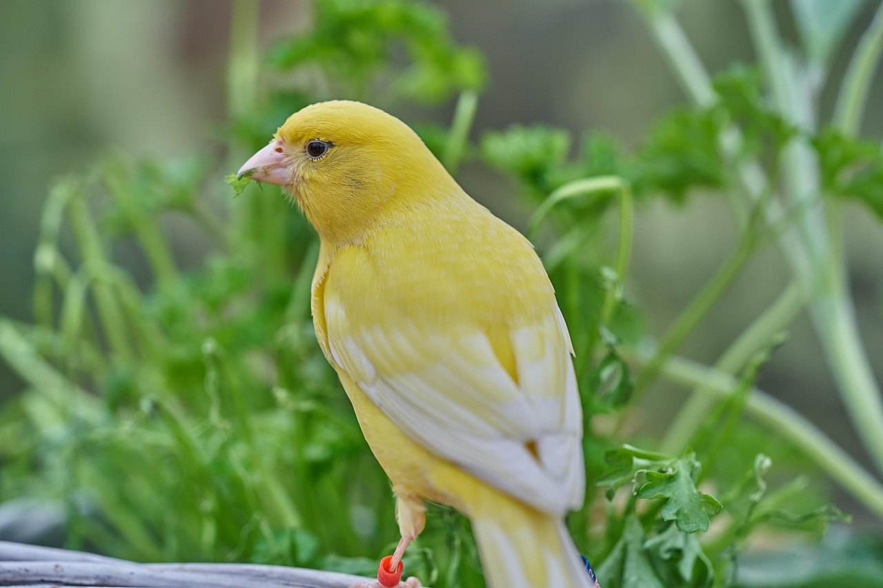 7 Jenis Burung Kenari Impor yang Punya Suara Merdu, Cocok Banget Diajak Lomba!