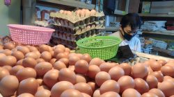 Harga Telur di Tingkat Peternak Turun ke Rp 20 Ribu per Kilogram di Awal 2025