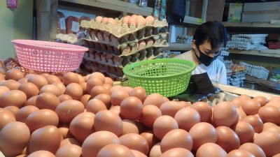 Harga Telur di Tingkat Peternak Turun ke Rp 20 Ribu per Kilogram di Awal 2025