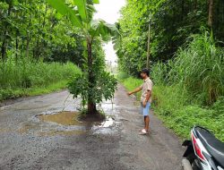 Protes Jalan Rusak, Warga Dusun Jajakan Tanam Pohon Pisang di Tengah Jalan