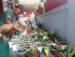 Lidah Mertua, Peluang Bisnis dengan Inovasi Hybrid Bernilai Tinggi