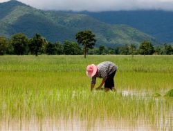 Kabupaten Blitar Tambah 42 Ribu Hektar Lahan Baru untuk Antisipasi Defisit Padi