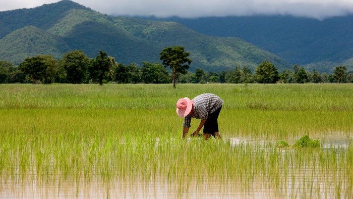 Kabupaten Blitar Tambah 42 Ribu Hektar Lahan Baru untuk Antisipasi Defisit Padi