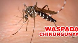 Waspada Chikungunya di Blitar, Puluhan Warga Terjangkit di Awal Tahun 2025