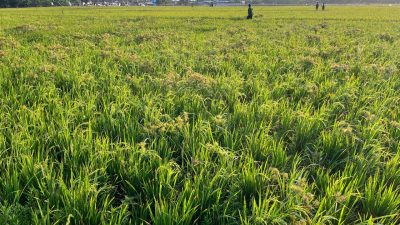 BULOG Kediri Siap Serap Gabah dan Beras Berdasarkan HPP Baru