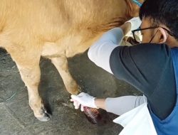 Kasus PMK di Nganjuk Melonjak, Tembus Ratusan, Ini Gejala, Penularan, dan Penanganan