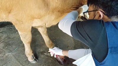 Kasus PMK di Nganjuk Melonjak, Tembus Ratusan, Ini Gejala, Penularan, dan Penanganan