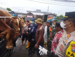 Puluhan Sapi di Pasar Kedondong, Nganjuk,  Terindikasi PMK, Distanak Perketat Pengawasan