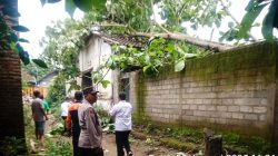 BPBD Kabupaten Blitar Imbau Warga Pangkas Pohon Rawan Roboh Selama Puncak Musim Hujan