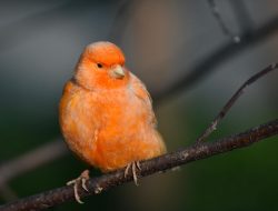 7 Jenis Burung Kenari Temahal yang Punya Suara Merdu, Kicau Mania Sudah Punya Belum?
