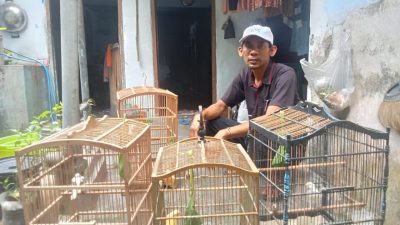 Harga Lovebird Merangkak Naik, Kenari Stabil, Peternak Diminta Waspadai Cuaca