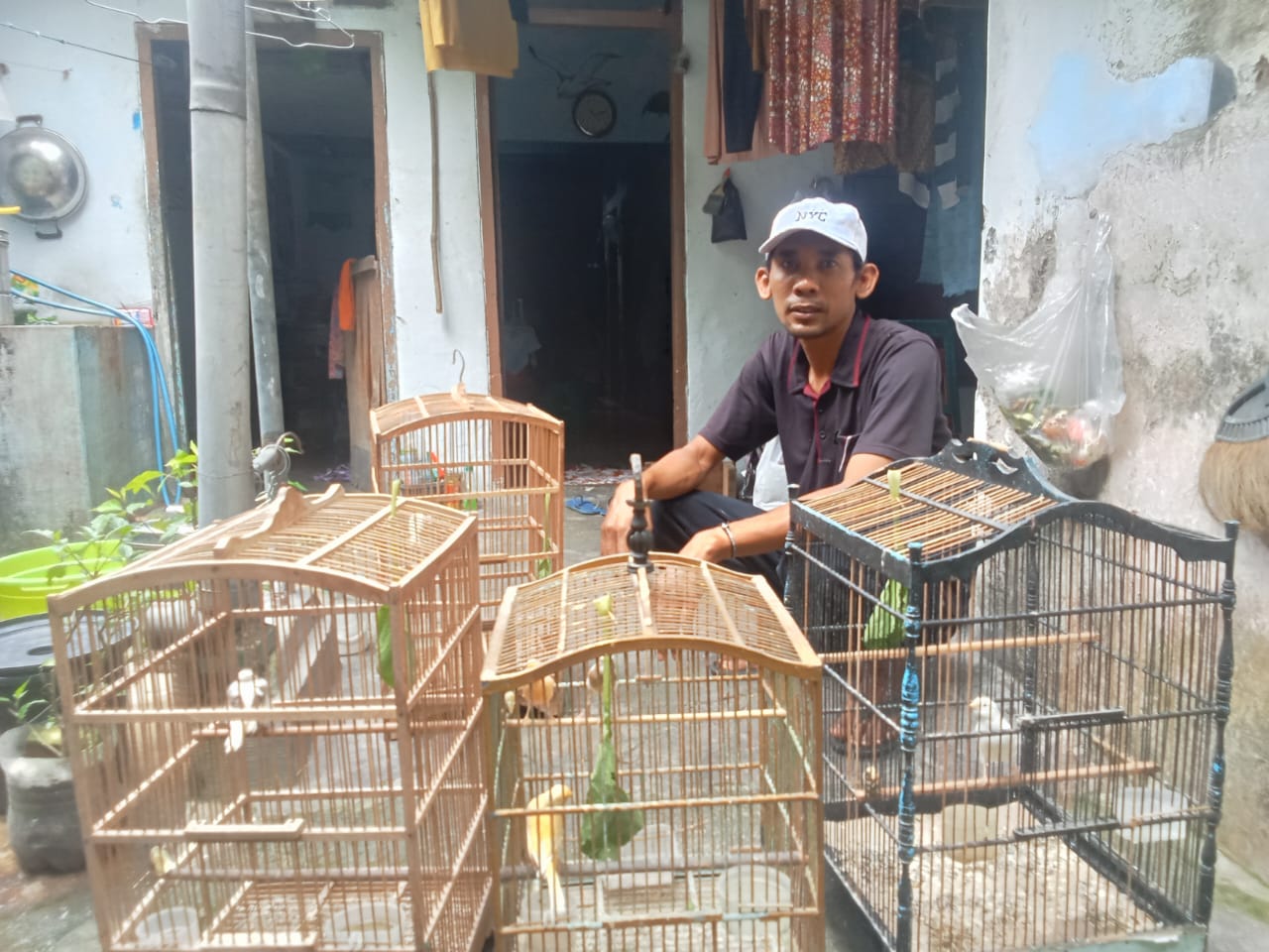 Harga Lovebird Merangkak Naik, Kenari Stabil, Peternak Diminta Waspadai Cuaca