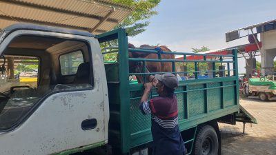 Dibuka Kembali Usai Kena PMK, Pasar Hewan Tulungagung Masih Sepi!