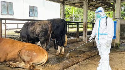 Penyebaran PMK di Kota Batu Makin Meningkat, Peternak Terpaksa Potong Paksa Sapi!