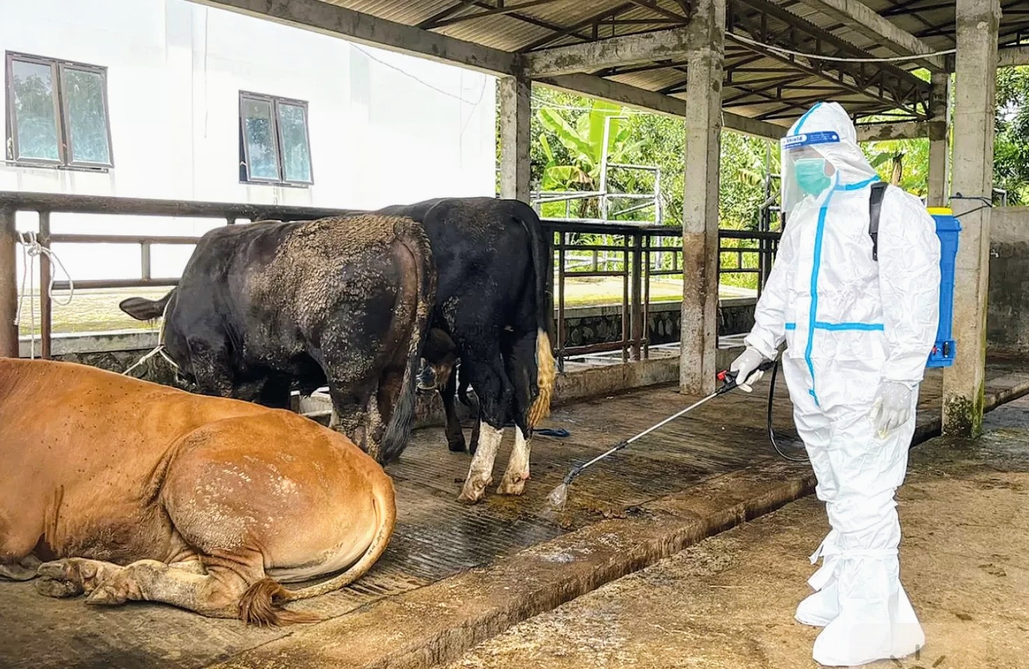 Penyebaran PMK di Kota Batu Makin Meningkat, Peternak Terpaksa Potong Paksa Sapi!
