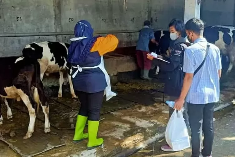 Petugas kesehatan hewan DKPP vaksinasi ternak cegah PMK (bakti)