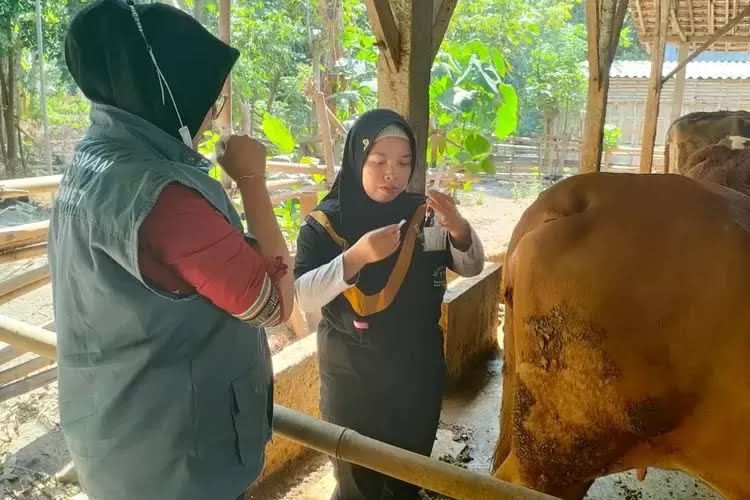 DKPP Kediri Intensifkan Pengobatan dan Vaksinasi Sapi untuk Cegah PMK
