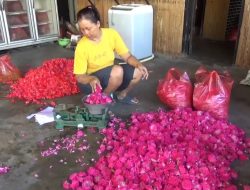 Jelang Ramadan! Harga Kembang Mawar di Jombang Melonjak Lima Kali Lipat