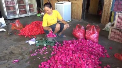 Jelang Ramadan! Harga Kembang Mawar di Jombang Melonjak Lima Kali Lipat