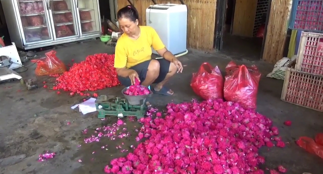 Jelang Ramadan! Harga Kembang Mawar di Jombang Melonjak Lima Kali Lipat