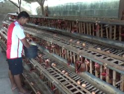 Harga Telur Meroket, Peternak Ayam di Jombang Nikmati Berkah Ramadan