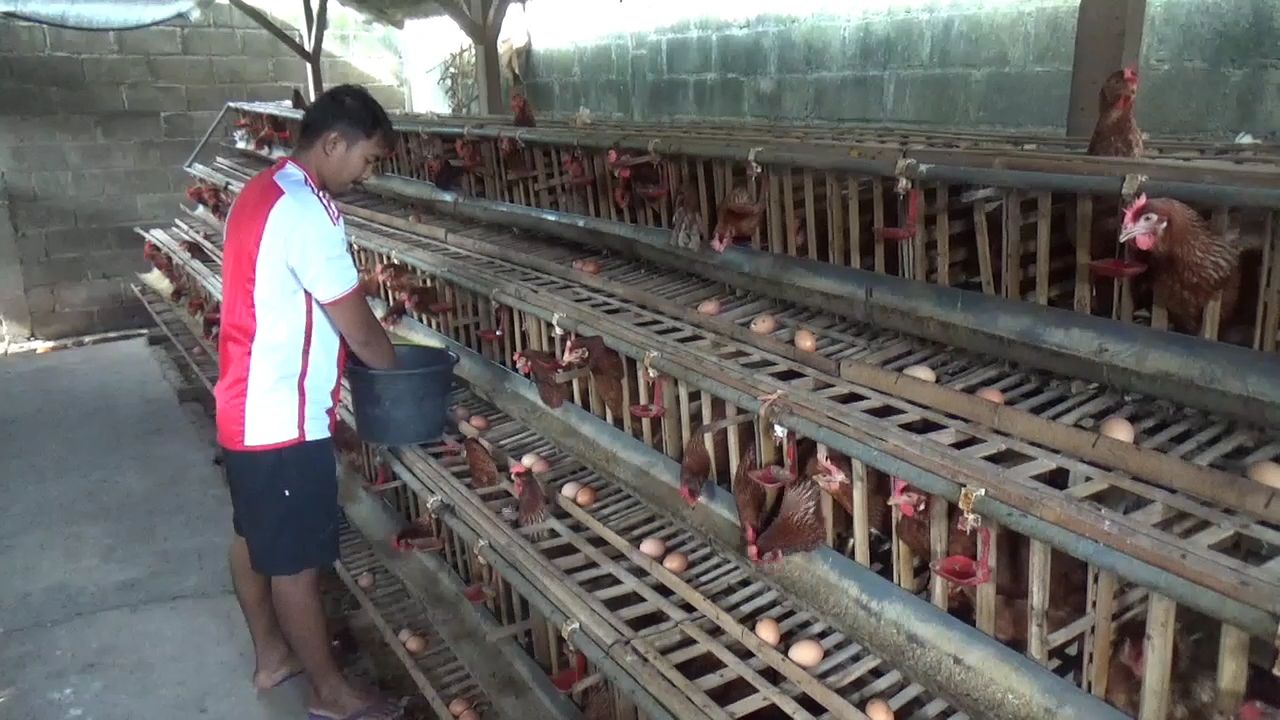 Harga Telur Meroket, Peternak Ayam di Jombang Nikmati Berkah Ramadan