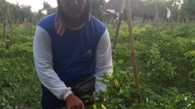 Harga Cabai Keriting Melonjak di Musim Hujan, Tembus Rp 38.000 per Kilogram