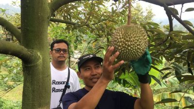 Sensasi Durian Premium di Wonosalam, Musangking Jadi Primadona Penikmat Durian!